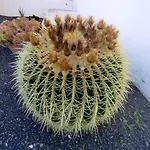 Mandala * Tias