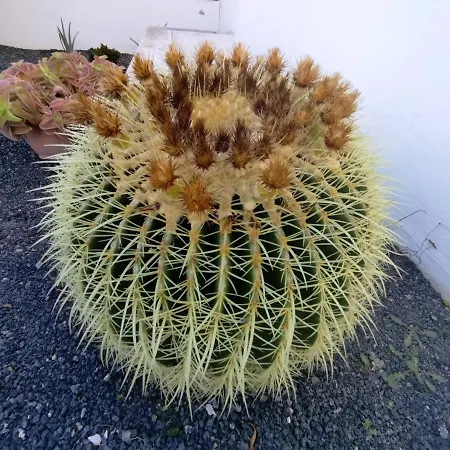 Mandala * Tías